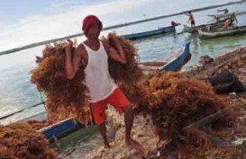 Pemerintah Diminta Bantu Pengusaha Rumput Laut Antisipasi El Nino